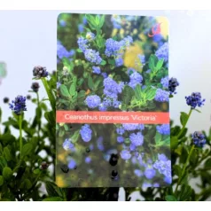 Kék táskavirág Ceanothus impressus Victoria P17 cm