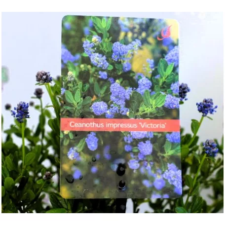 Kék táskavirág Ceanothus impressus Victoria P17 cm