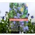 Kék táskavirág Ceanothus impressus Victoria P17 cm