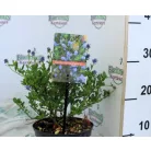 Kék táskavirág Ceanothus impressus Victoria P17 cm