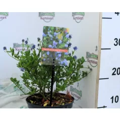 Kék táskavirág Ceanothus impressus Victoria P17 cm