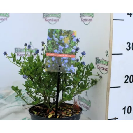 Kék táskavirág Ceanothus impressus Victoria P17 cm