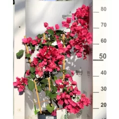 Murvafürt Bougainvillea SRek Mix P21 cm
