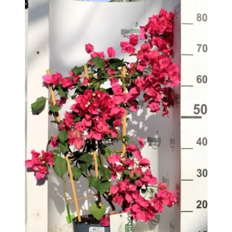 Murvafürt Bougainvillea SRek Mix P21 cm