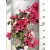 Murvafürt Bougainvillea SRek Mix P21 cm