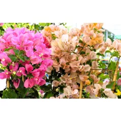 Murvafürt Bougainvillea SRek Mix P21 cm
