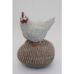 Fonott tojáson álló tyúk