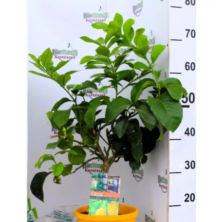 Nemes citrom Citrus Limon P19 cm