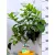Nemes citrom Citrus Limon P19 cm