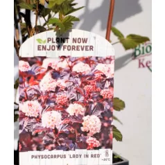   Bangitalevelű hólyagvessző Physocarpus opulifolius Lady In Red P17 cm