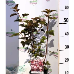   Bangitalevelű hólyagvessző Physocarpus opulifolius Lady In Red P17 cm