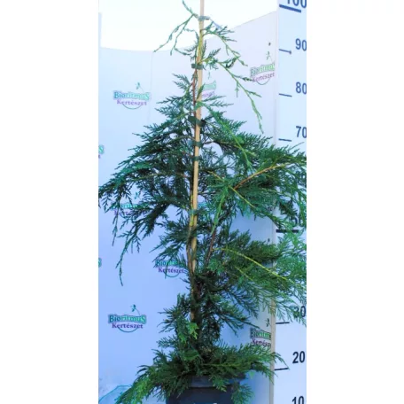 Leyland ciprus Cupressocyparis x leylandii P21 cm