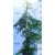 Leyland ciprus Cupressocyparis x leylandii P21 cm