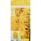 Japán juhar Acer palmatum Cascade Gold P19 cm