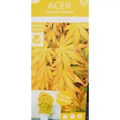 Japán juhar Acer palmatum Cascade Gold P19 cm
