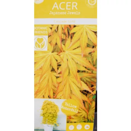 Japán juhar Acer palmatum Cascade Gold P19 cm