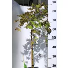 Japán juhar Acer palmatum Cascade Gold P19 cm