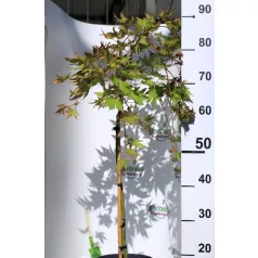 Japán juhar Acer palmatum Cascade Gold P19 cm
