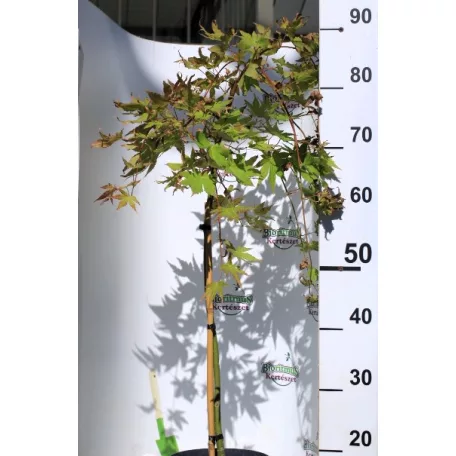 Japán juhar Acer palmatum Cascade Gold P19 cm