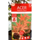 Vöröslevelű japán juhar Acer palm Atropurpureum P15 cm