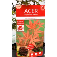 Vöröslevelű japán juhar Acer palm Atropurpureum P15 cm