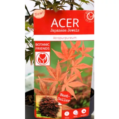 Vöröslevelű japán juhar Acer palm Atropurpureum P15 cm