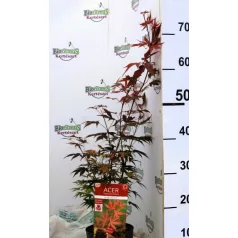 Vöröslevelű japán juhar Acer palm Atropurpureum P15 cm