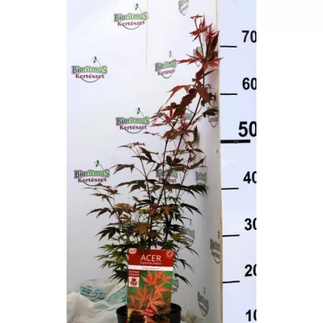 Vöröslevelű japán juhar Acer palm Atropurpureum P15 cm