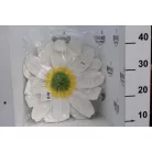 Virág akasztós papír 50cm fehér