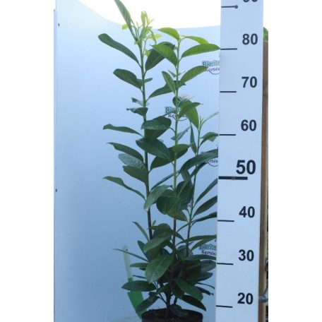 Novita babérmeggy Prunus laurocerasus 'Novita' 17 cm cserépben