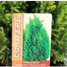 Arany oregoni hamisciprus Chamaecyparis lawsoniana Ellwood's Gold 17 cm