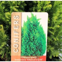   Arany oregoni hamisciprus Chamaecyparis lawsoniana Ellwood's Gold 17 cm