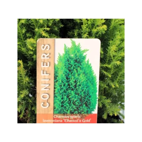 Arany oregoni hamisciprus Chamaecyparis lawsoniana Ellwood's Gold 17 cm