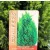 Arany oregoni hamisciprus Chamaecyparis lawsoniana Ellwood's Gold 17 cm