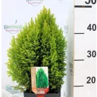 Arany oregoni hamisciprus Chamaecyparis lawsoniana Ellwood's Gold 17 cm