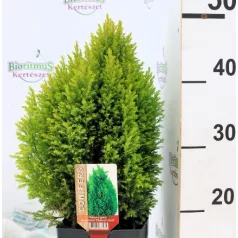   Arany oregoni hamisciprus Chamaecyparis lawsoniana Ellwood's Gold 17 cm