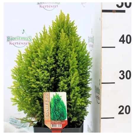Arany oregoni hamisciprus Chamaecyparis lawsoniana Ellwood's Gold 17 cm