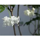 Labdarózsa Viburnum opulus Roseum 17 cm