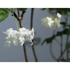 Labdarózsa Viburnum opulus Roseum 17 cm