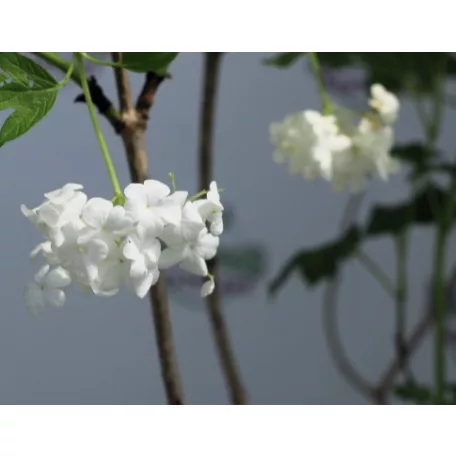 Labdarózsa Viburnum opulus Roseum 17 cm