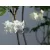 Labdarózsa Viburnum opulus Roseum 17 cm
