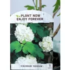Labdarózsa Viburnum opulus Roseum 17 cm