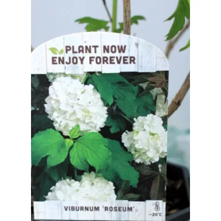 Labdarózsa Viburnum opulus Roseum 17 cm