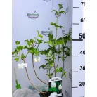 Labdarózsa Viburnum opulus Roseum 17 cm