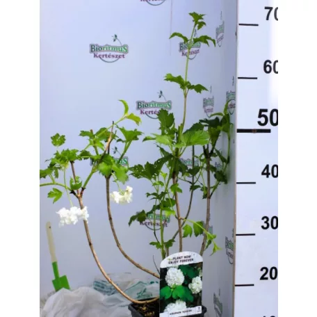 Labdarózsa Viburnum opulus Roseum 17 cm