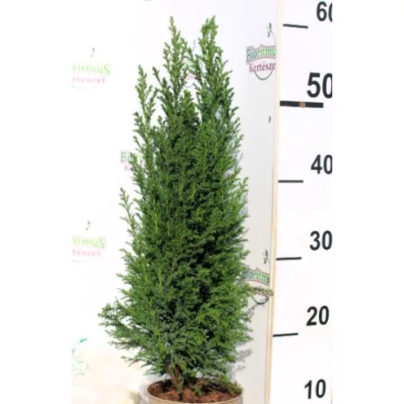 Oregoni hamisciprus Chamaecyparis lawsoniana Ellwoodii 13 cm