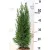 Oregoni hamisciprus Chamaecyparis lawsoniana Ellwoodii 13 cm