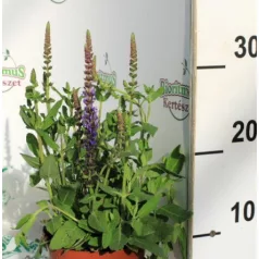Ligeti zsálya Salvia nemorosa Sensation Deep Blue 13 c