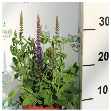 Ligeti zsálya Salvia nemorosa Sensation Deep Blue 13 c