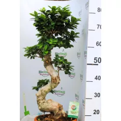   Mini fikusz / bonsai fikusz, S alakú mini Ficus microcarpa Ginseng S-type 27 cm
